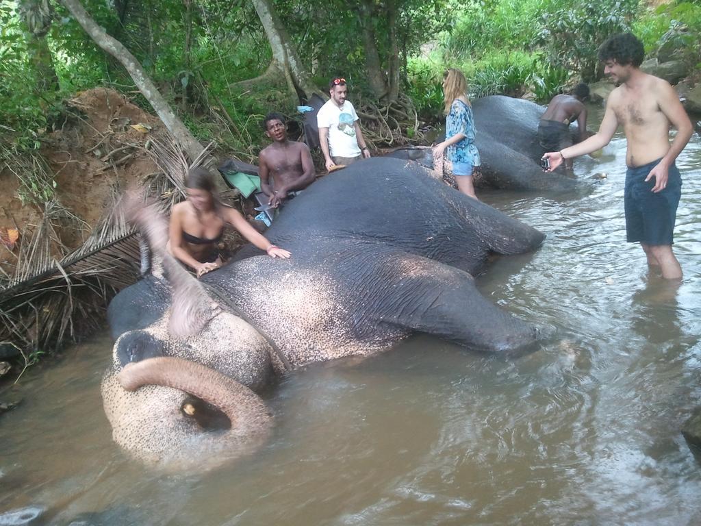Jungle Village Homestay Pinnawala  Exteriör bild